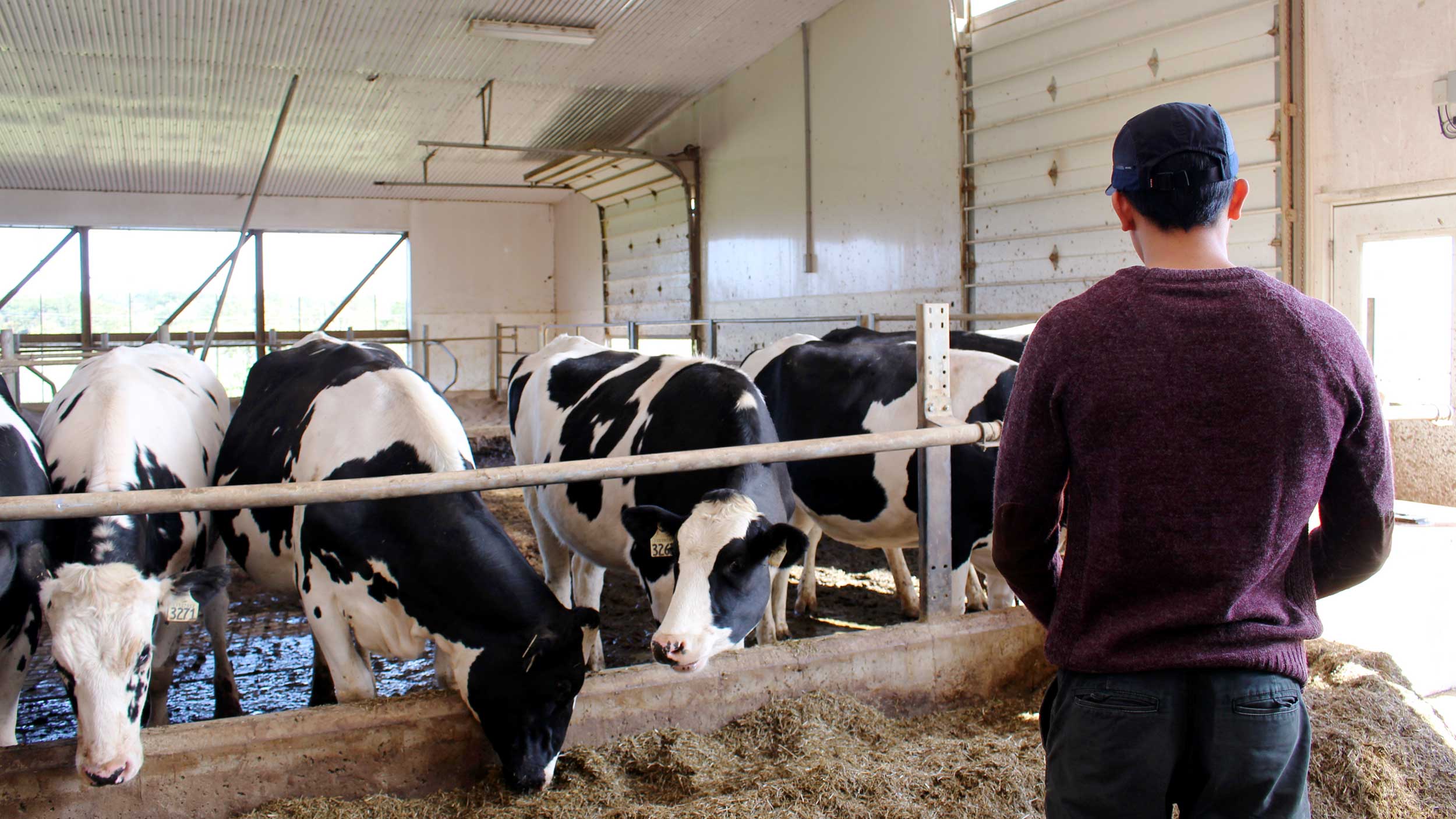 Applying wearable sensors & machine learning to improve dairy cow ...