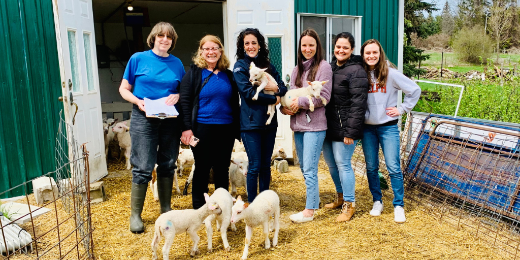 From left to right: Sheep farmer Liz Smith, OMAFRA sheep specialist Delma Kennedy, and Cánovas lab members Dr. Angela Cánovas, Kristin Lee, Samla Cunha, and Olivia Willoughby in the lamb pen at Breezy Ridge Farm in Georgina, Ontario.
