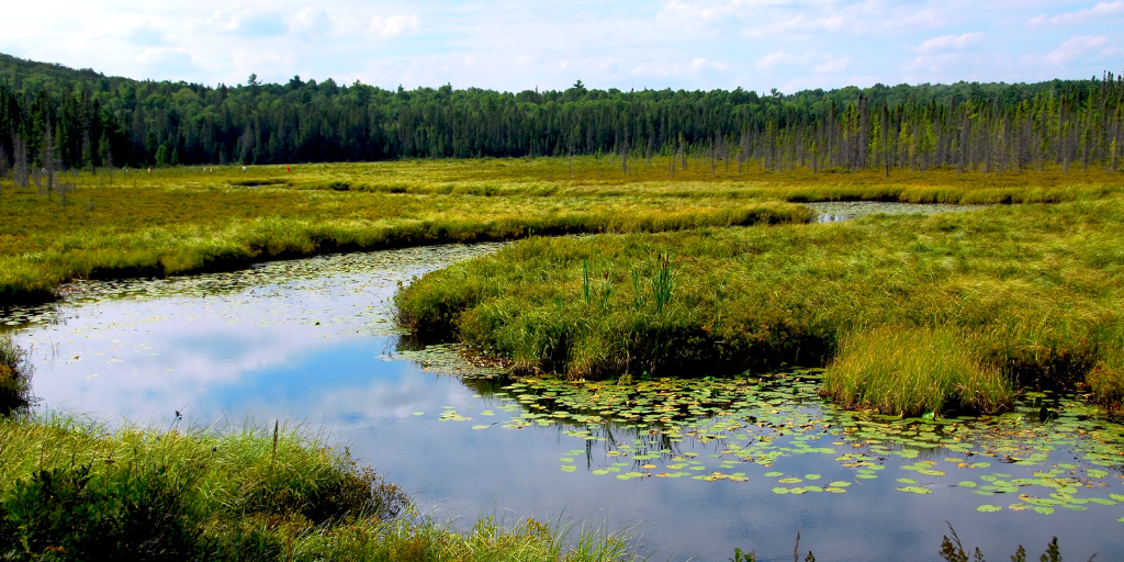 Picture of wetlands landscape in Ontario
