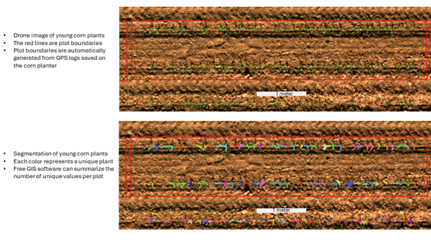 Two drone images of a young corn plants. The first of two focused around plant boundaries which are automatically generated from GPS logs saved on the corn planner. The second being segmentations of young corn plants. Each individual colour representing a unique plant, free GIS software can asummarize the number of unique values per plot. 